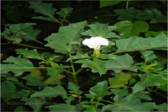 Datura metel